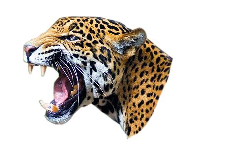 Leopard PNG    图片编号:14817