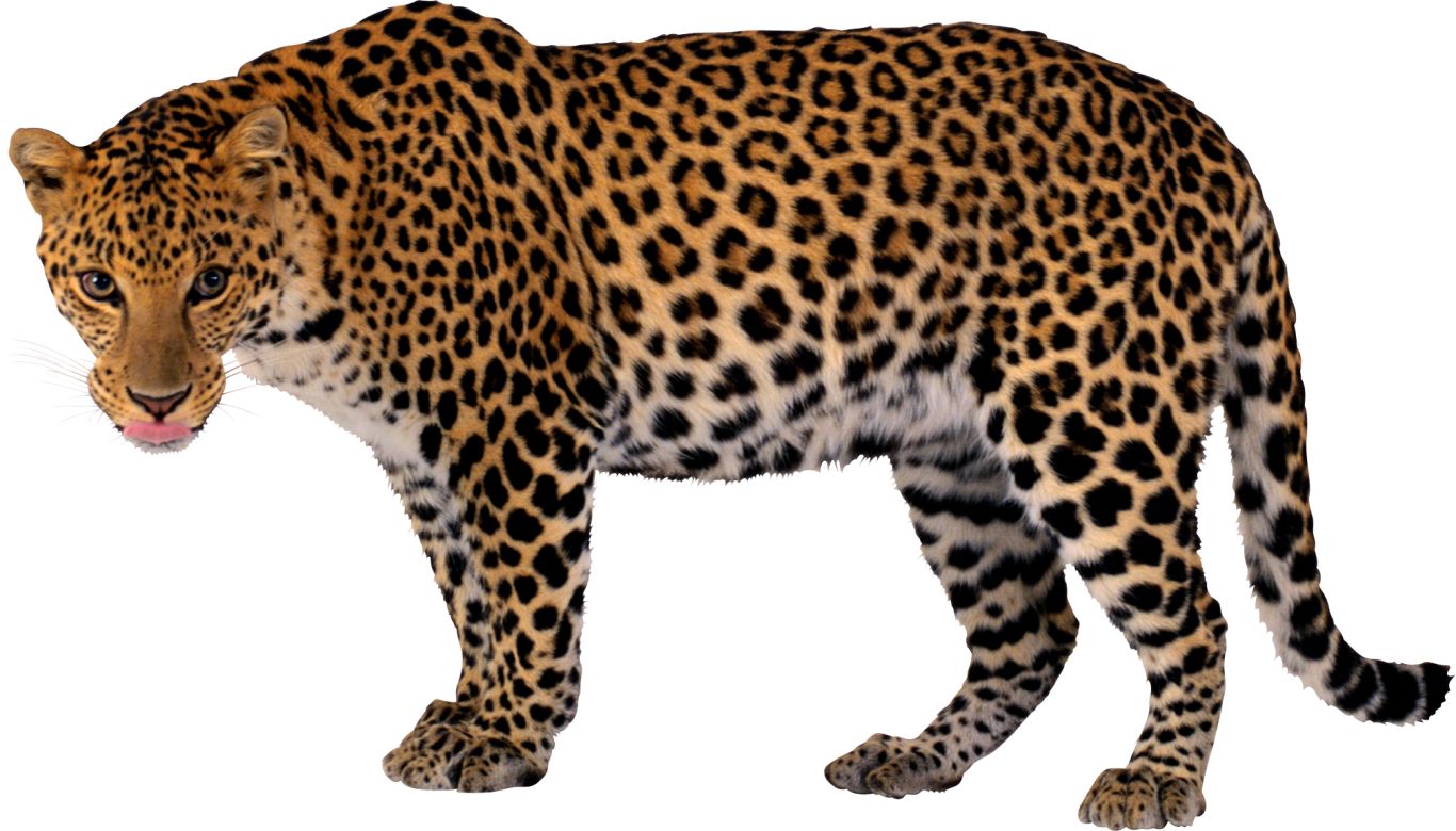 Leopard PNG    图片编号:14818