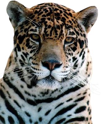 Leopard PNG    图片编号:14819