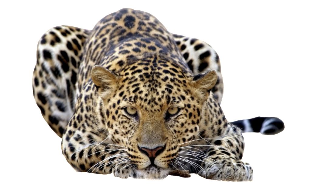 Leopard PNG    图片编号:14820