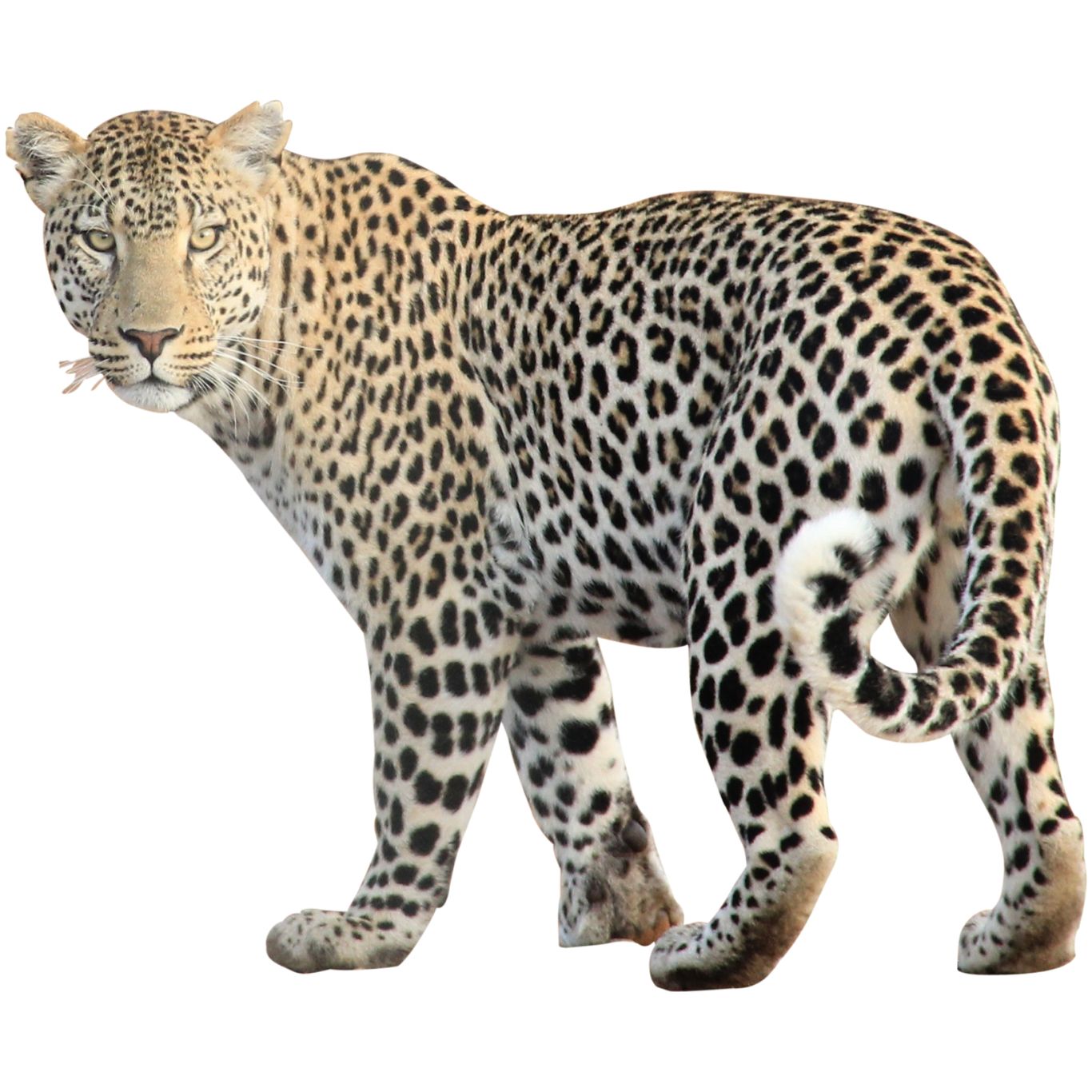 Leopard PNG    图片编号:14821