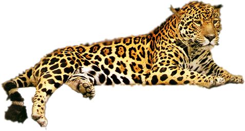 Leopard PNG    图片编号:14822