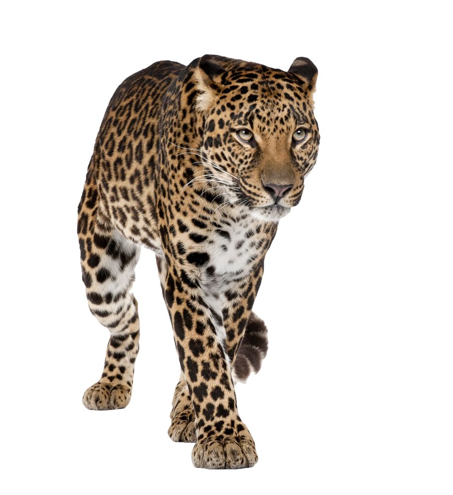 Leopard PNG    图片编号:14823