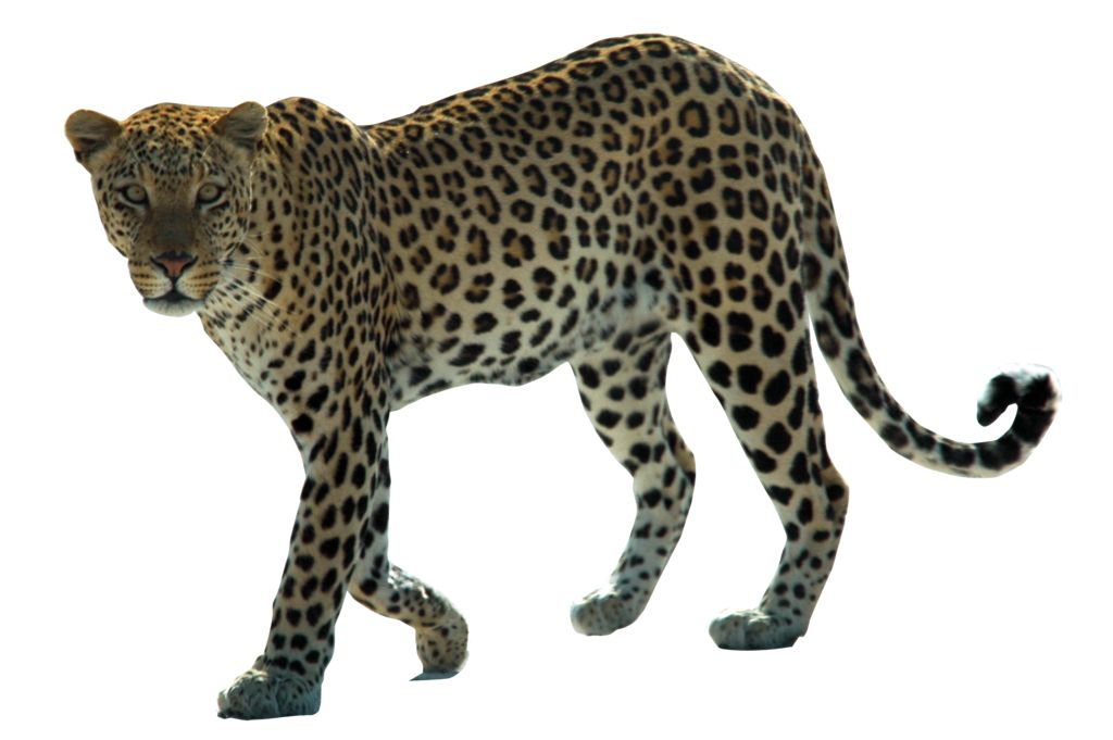 Leopard PNG    图片编号:14824