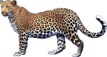 Leopard PNG    图片编号:14826