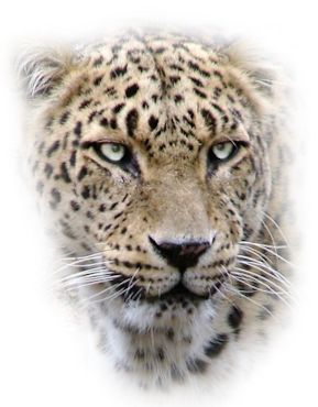 Leopard PNG    图片编号:14829