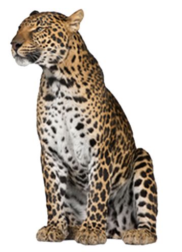 Leopard PNG    图片编号:14832