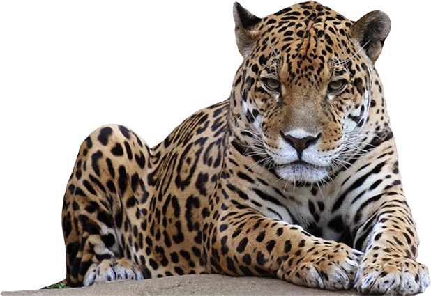 Leopard PNG    图片编号:14834
