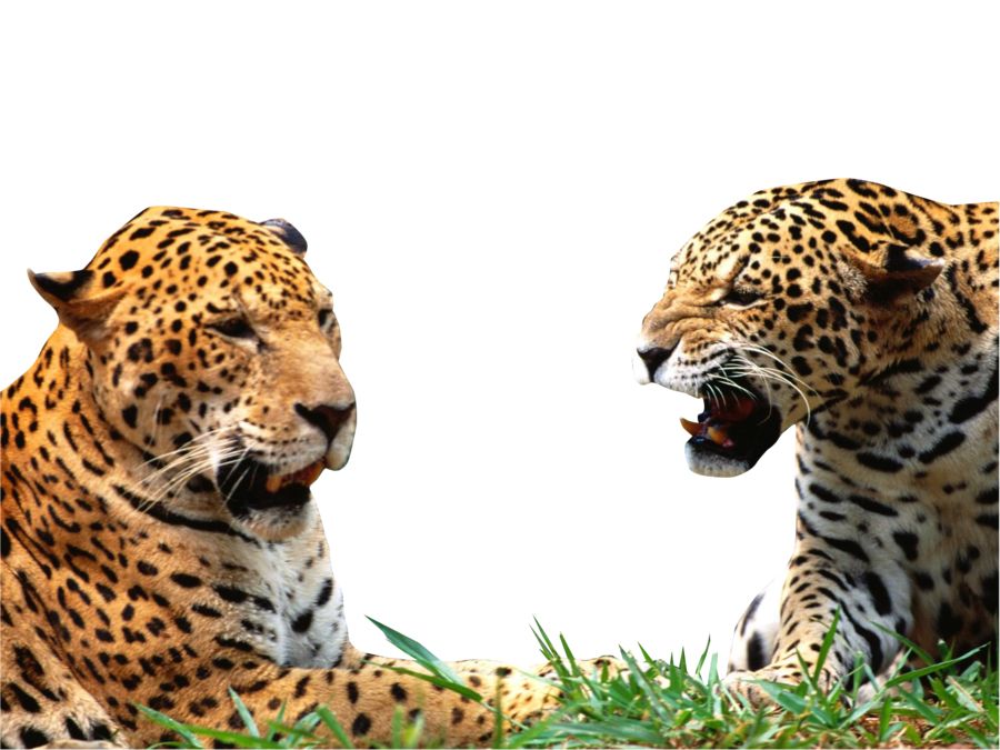 Leopard PNG    图片编号:14836