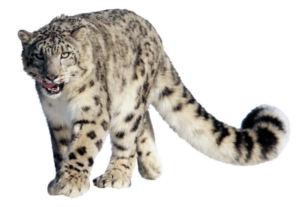 Leopard PNG    图片编号:14840