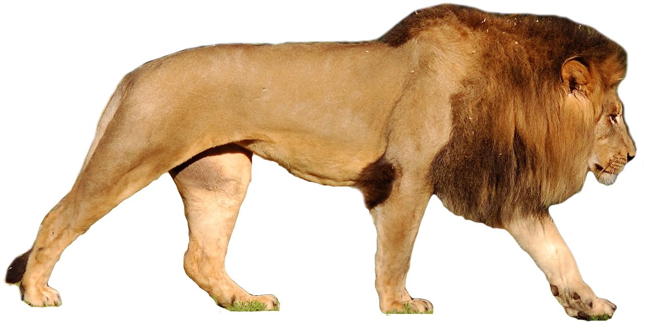 Lion PNG    图片编号:23281