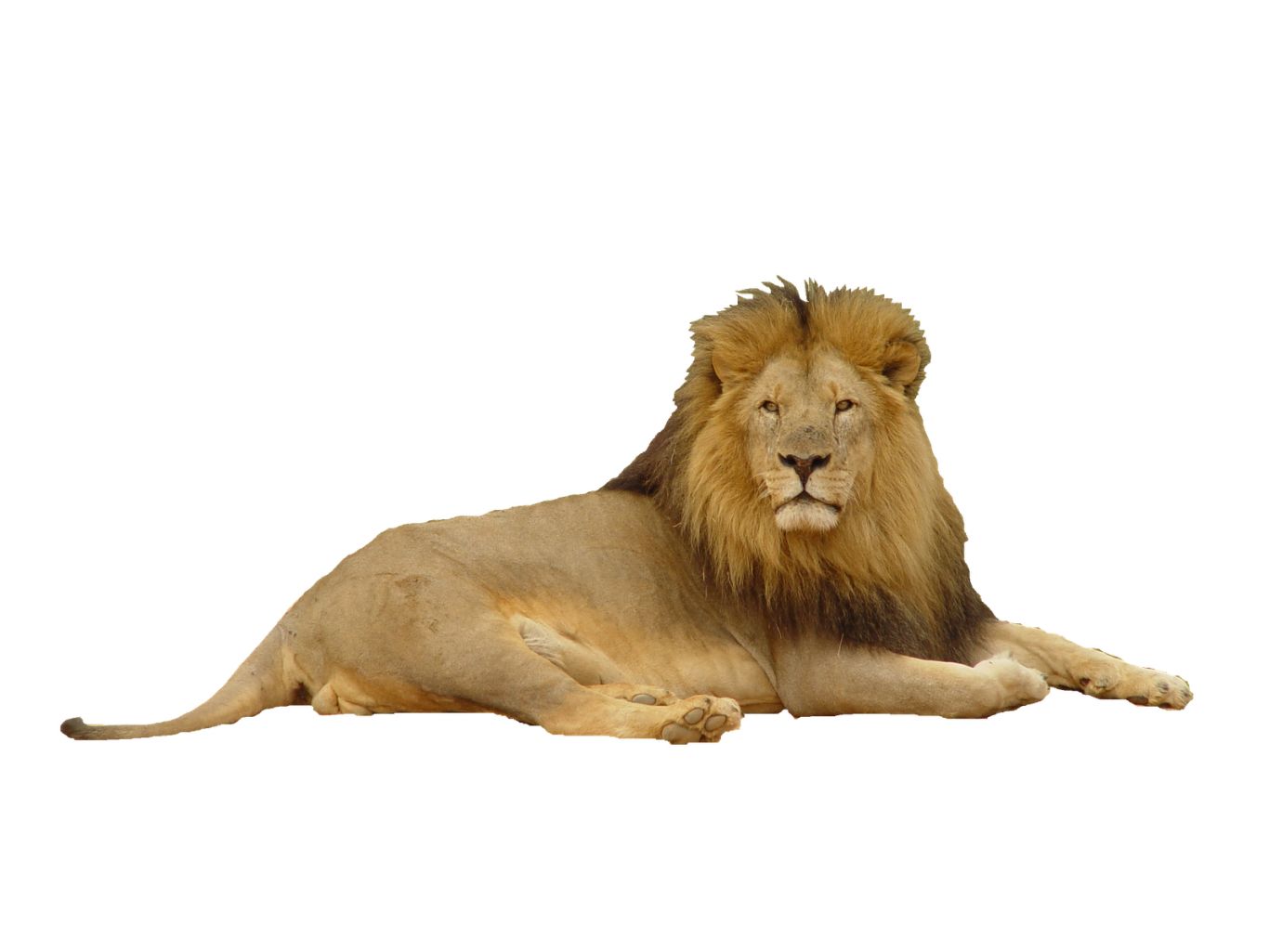 Lion PNG    图片编号:23292