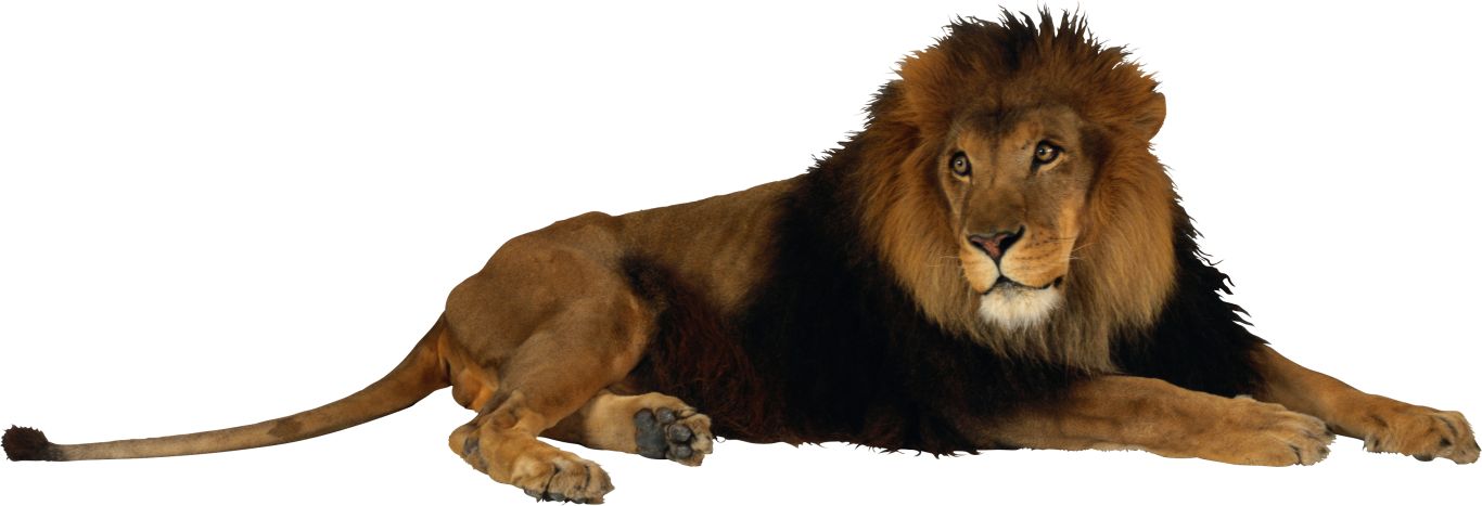 Lion PNG image    图片编号:3805