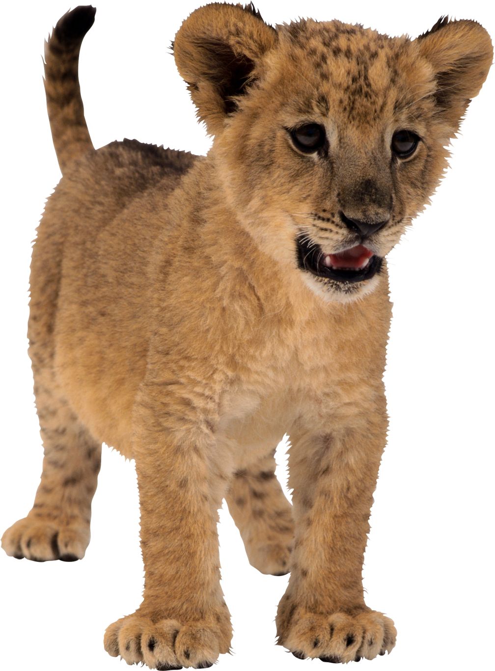 small lion PNG image    图片编号:3809