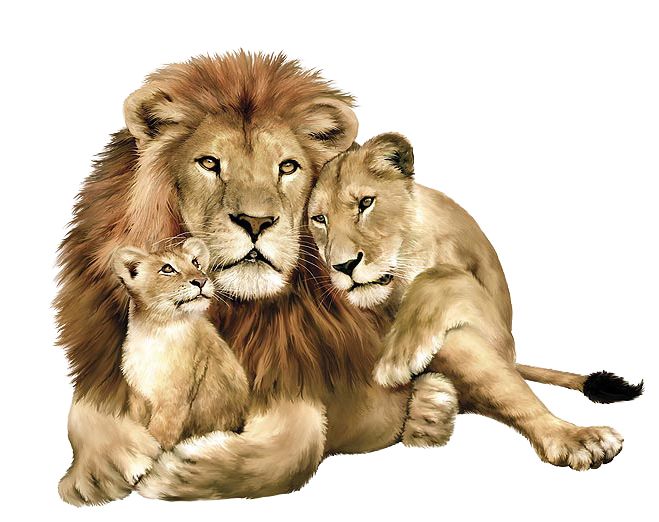 Lion PNG image, free image download, picture, lions    图片编号:555