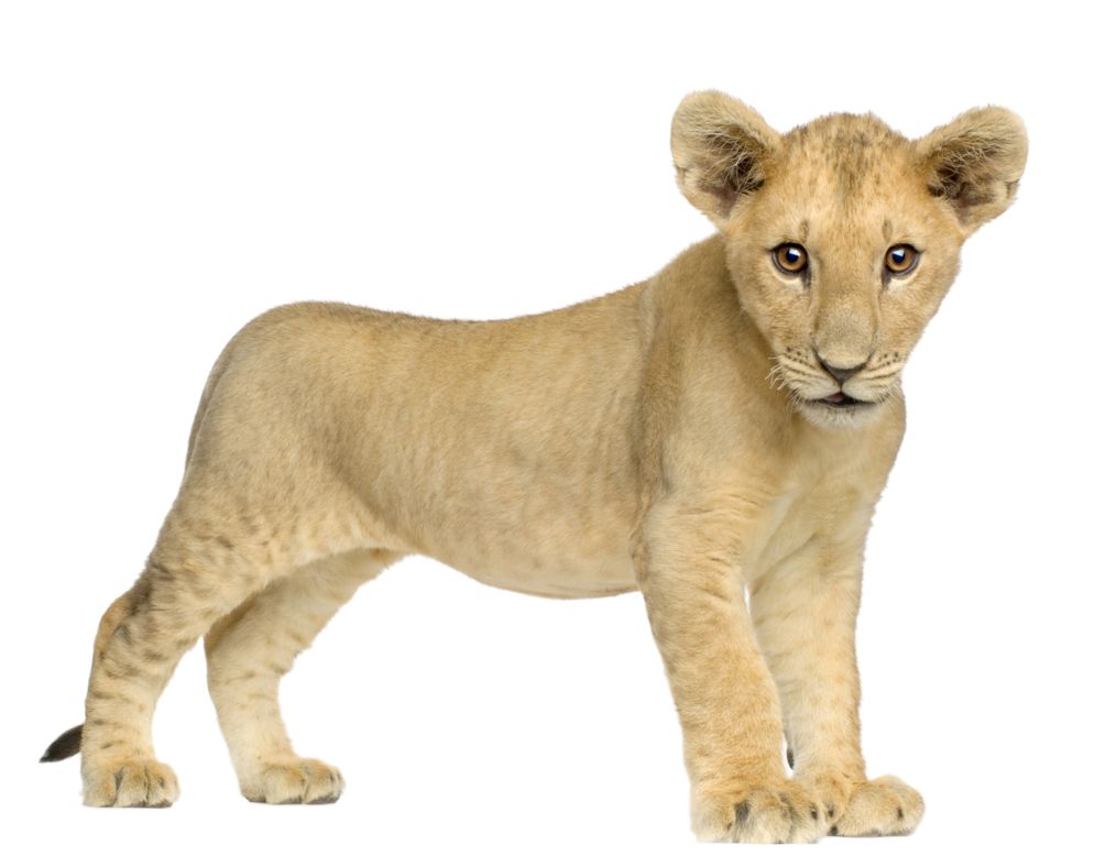 Lion PNG image, free image download, picture, lions    图片编号:557