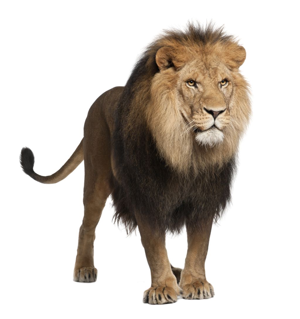 Lion PNG image, free image download, picture, lions    图片编号:562