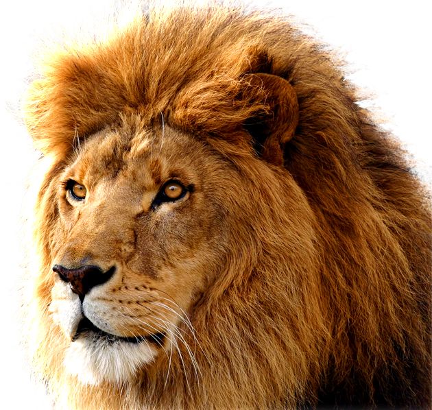 Lion PNG image, free image download, picture, lions    图片编号:566