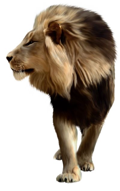 Lion PNG image, free image download, picture, lions    图片编号:567