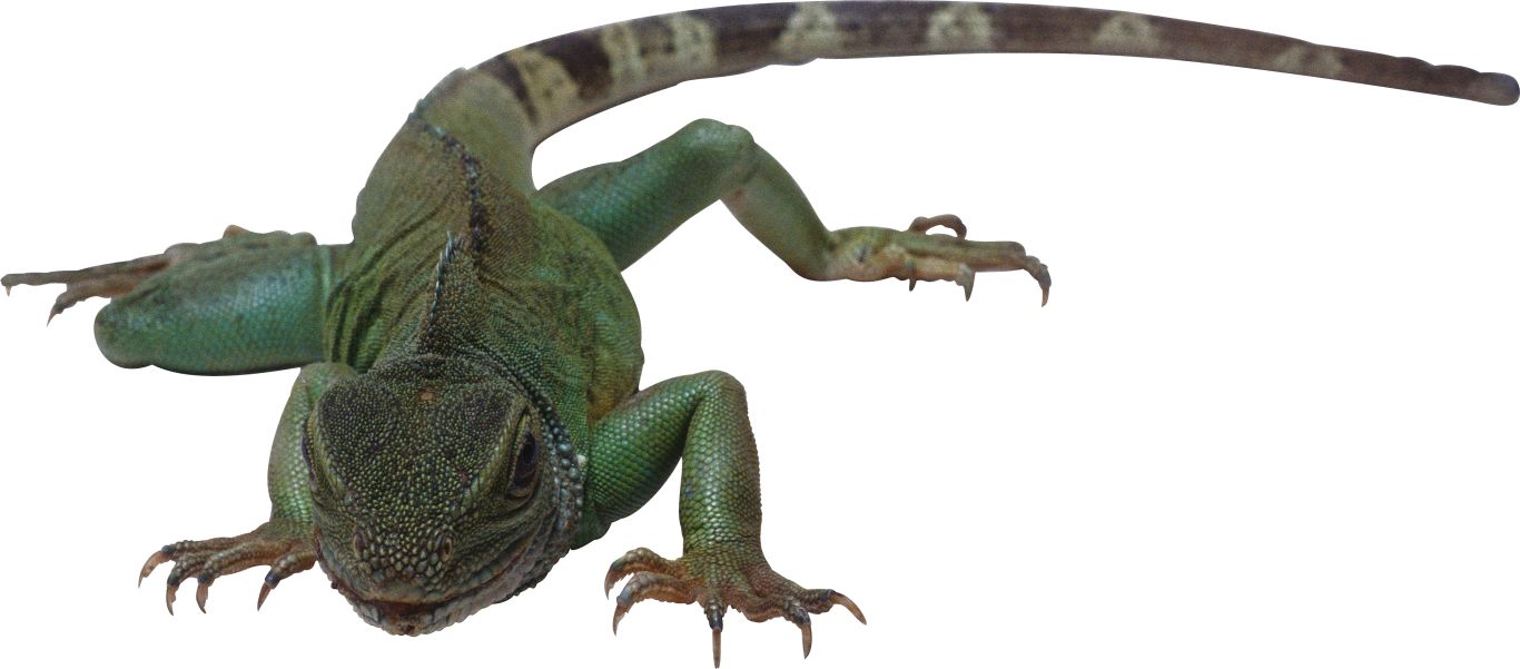 Lizard PNG    图片编号:23799