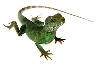 Lizard PNG    图片编号:23806