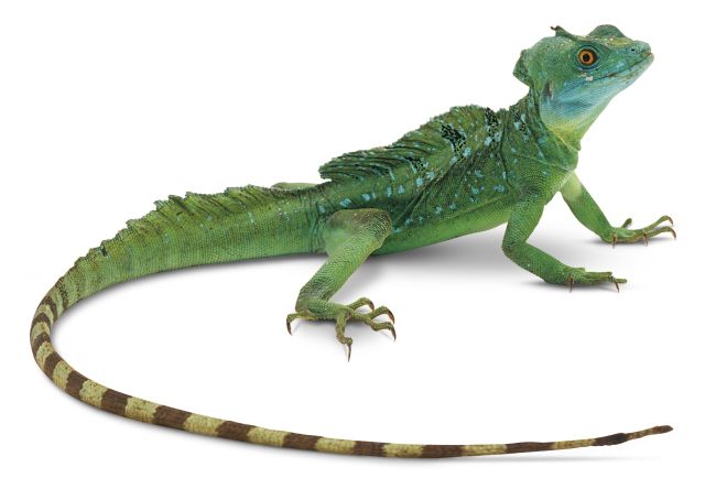 Lizard PNG    图片编号:23810