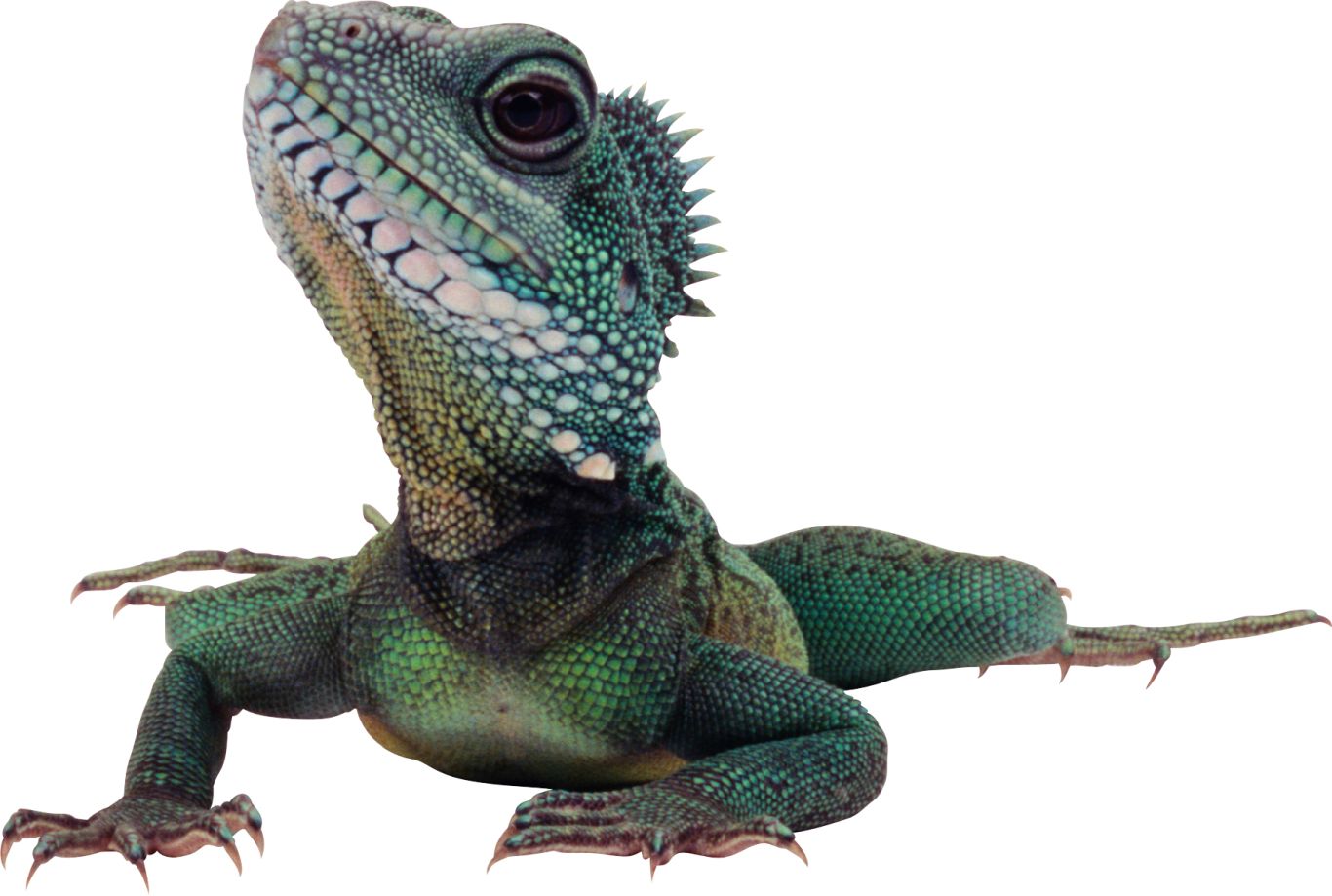 Lizard PNG    图片编号:23787