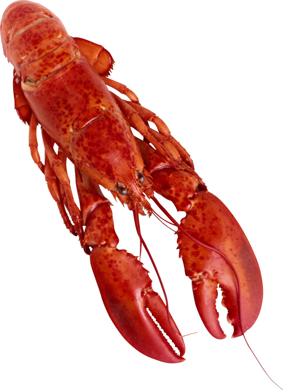 Lobster PNG    图片编号:14231