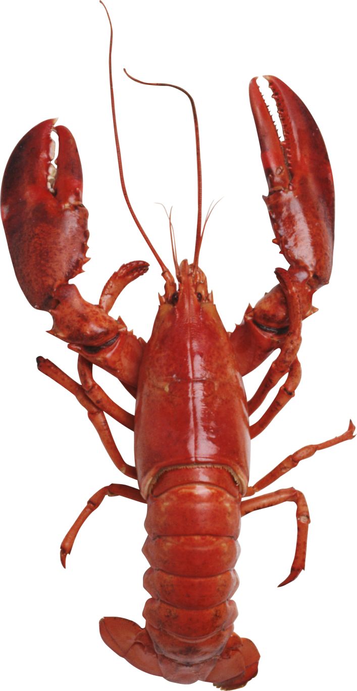 Lobster PNG    图片编号:14232