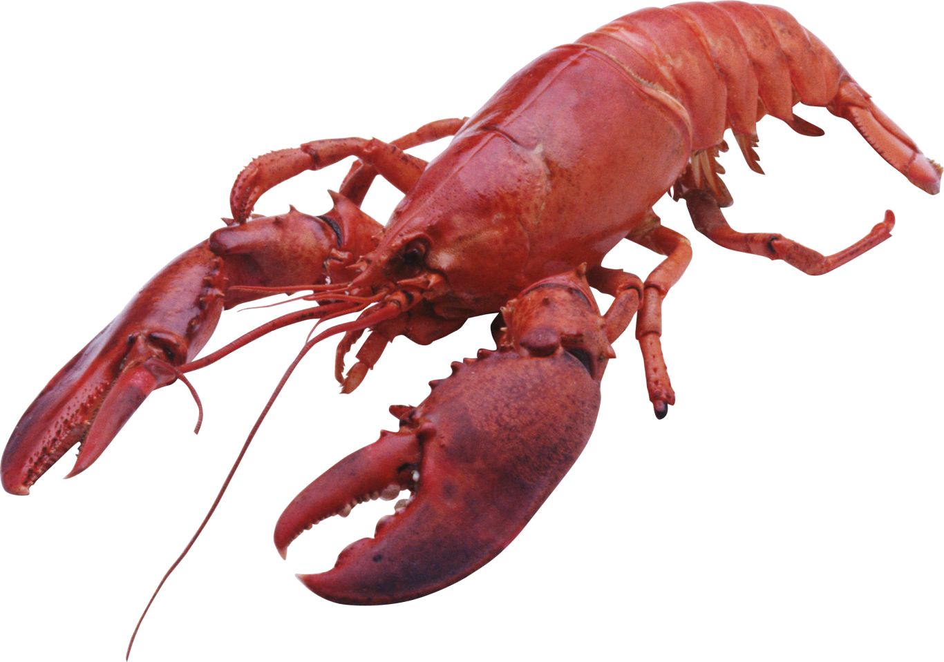 Lobster PNG    图片编号:14234