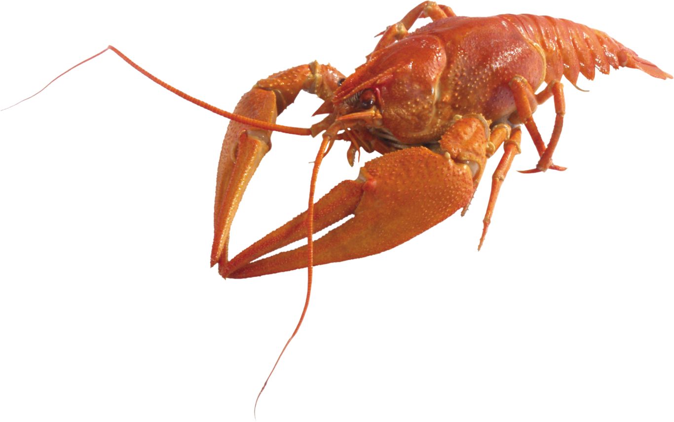 Lobster PNG    图片编号:14235