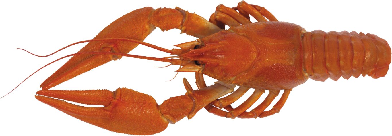 Lobster PNG    图片编号:14237
