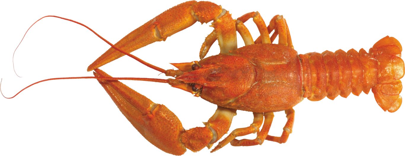 Lobster PNG    图片编号:14240