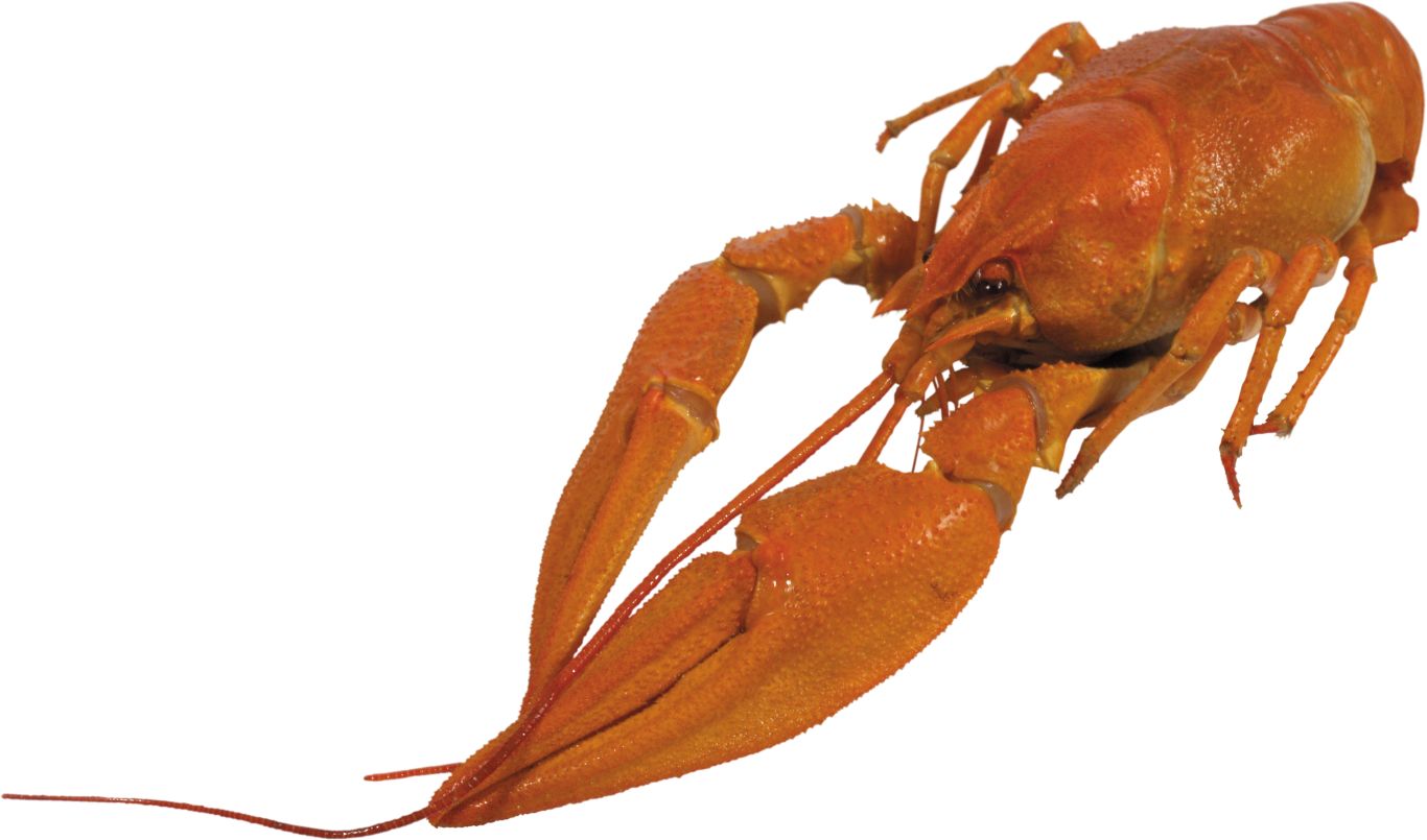 Lobster PNG    图片编号:14242