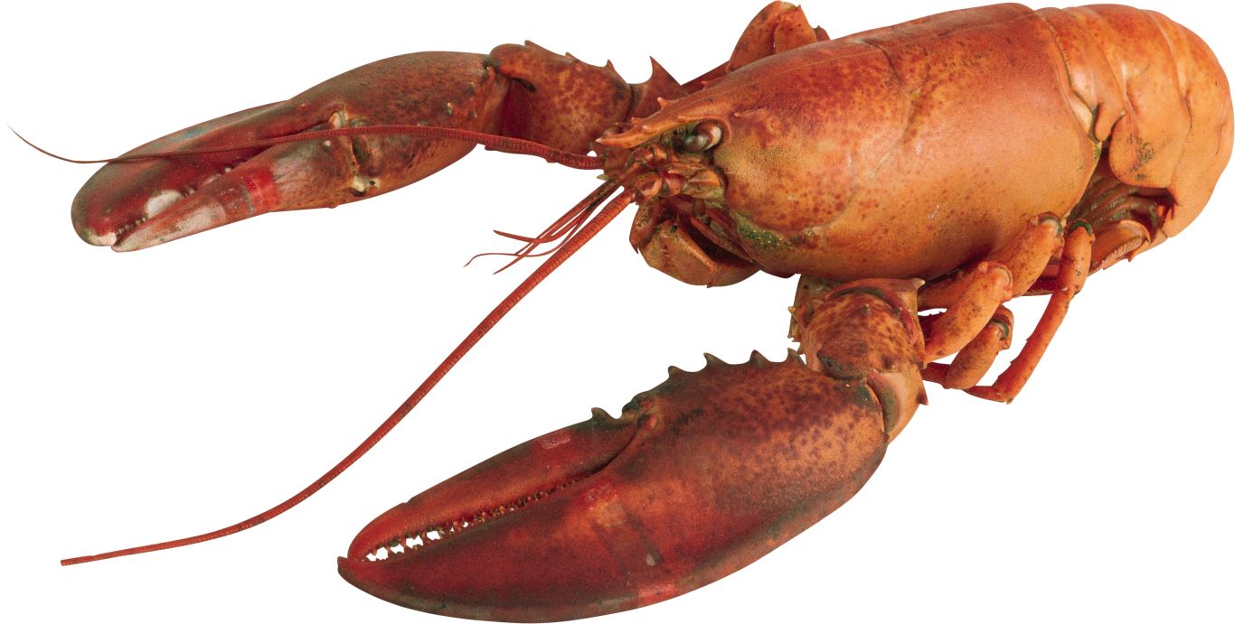Lobster PNG    图片编号:14243