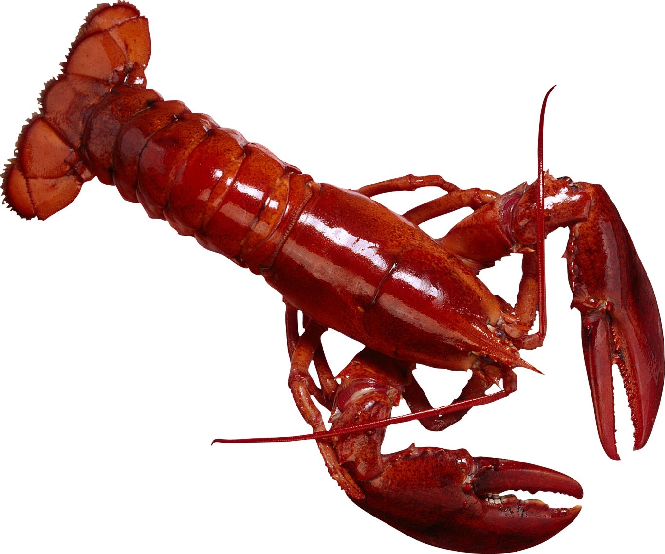 Lobster PNG    图片编号:14246