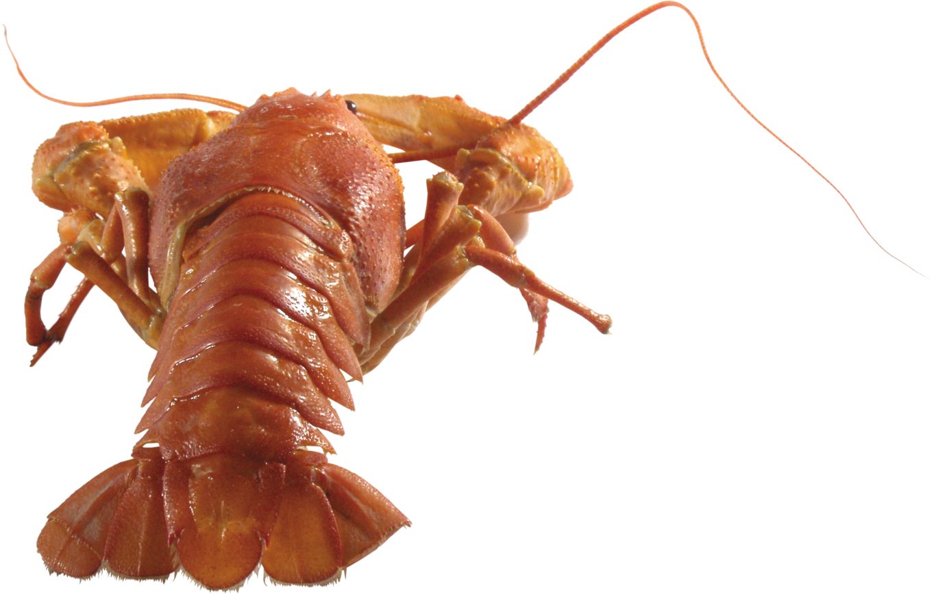 Lobster PNG    图片编号:14248