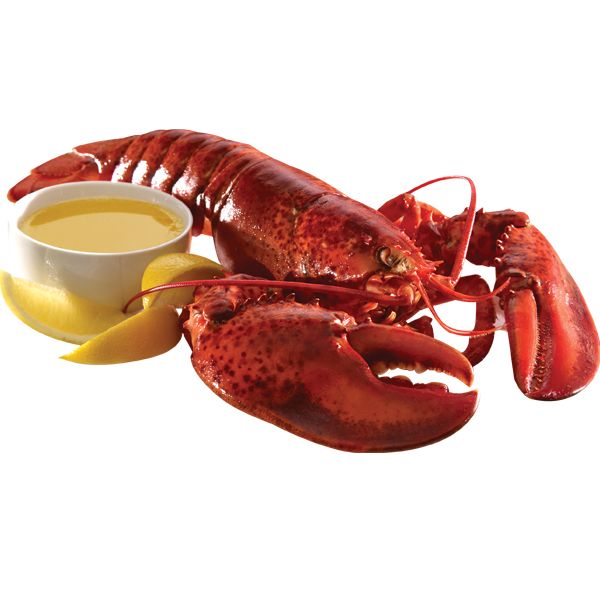 Lobster PNG    图片编号:14250