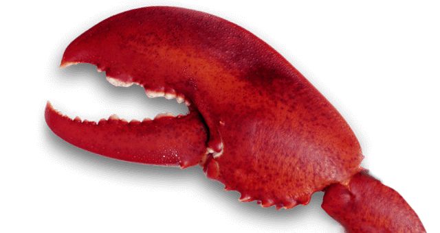 Lobster PNG    图片编号:14251