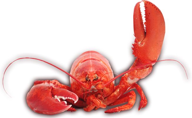 Lobster PNG    图片编号:14253