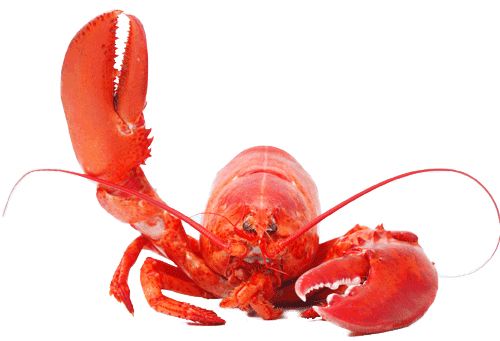 Lobster PNG    图片编号:14254