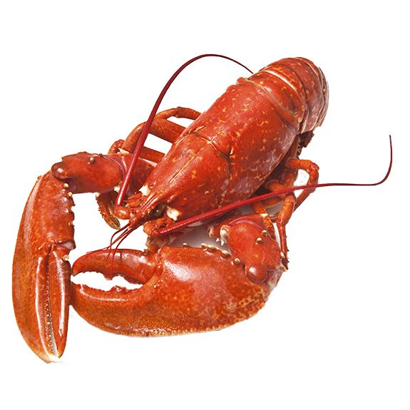 Lobster PNG    图片编号:14255
