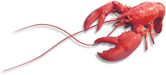 Lobster PNG    图片编号:14256