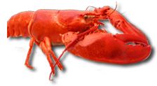 Lobster PNG    图片编号:14257