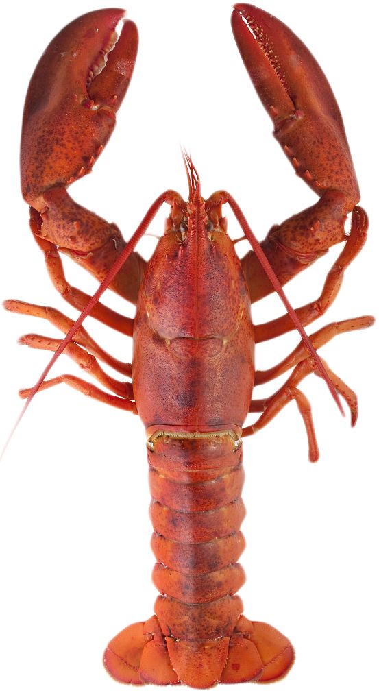 Lobster PNG    图片编号:14258