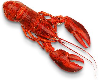 Lobster PNG    图片编号:14259