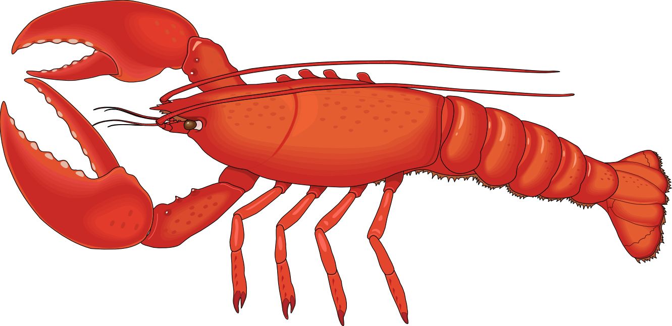Lobster PNG    图片编号:14261