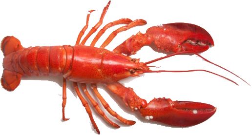 Lobster PNG    图片编号:14262