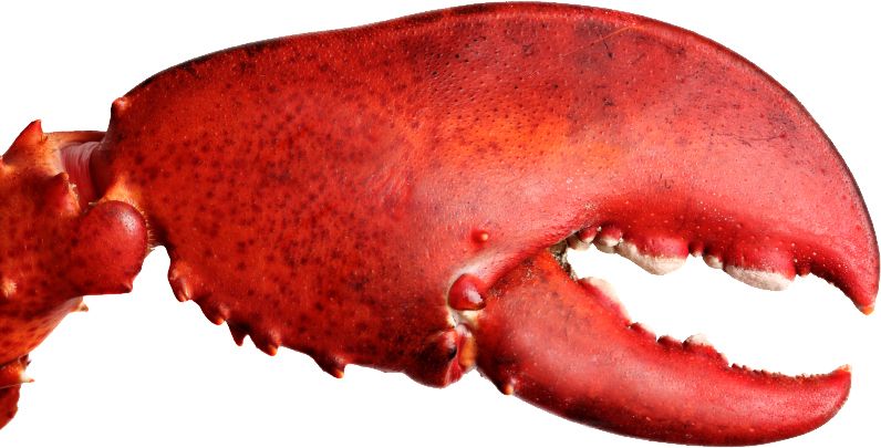 Lobster claw PNG    图片编号:14263