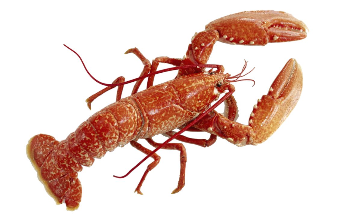 Lobster PNG    图片编号:14264
